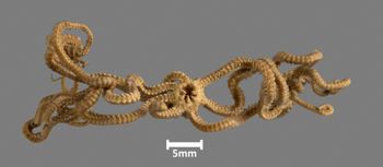 Media type: image;   Invertebrate Zoology OPH-2827 Aspect: ventral